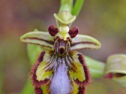 Ophrys_speculum_Moitas_Venda