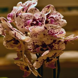 images/articles/2025/atelier-exotiques/Atelier exotiques 2-min.jpg