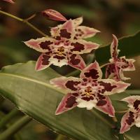 images/articles/2025/serre-papillons/Serre 1-min.jpg