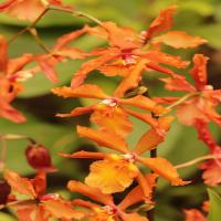 images/articles/2025/serre-papillons/Serre 12-min.jpg