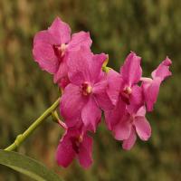 images/articles/2025/serre-papillons/Serre 13-min.jpg