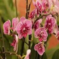 images/articles/2025/serre-papillons/Serre 15-min.jpg