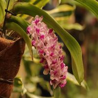 images/articles/2025/serre-papillons/Serre 16-min.jpg