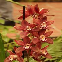 images/articles/2025/serre-papillons/Serre 2-min.jpg