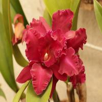 images/articles/2025/serre-papillons/Serre 4-min.jpg