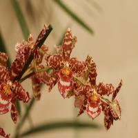 images/articles/2025/serre-papillons/Serre 6-min.jpg
