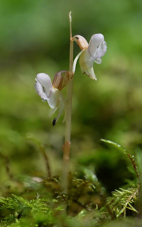 1 CR Epipogon