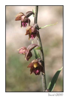 epipactis_39015283