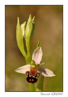 ophrys_1251080639
