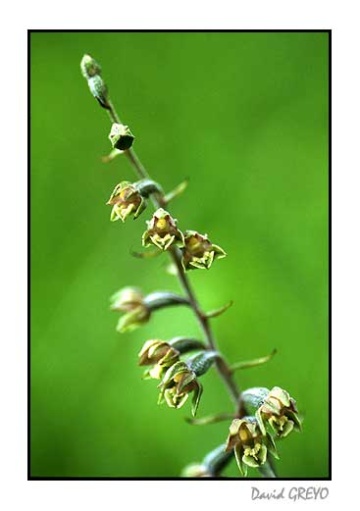 epipactis-a-petites-feuilles