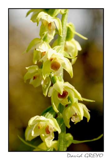 epipactis-de-muller