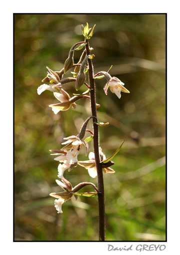 epipactis-des-marais