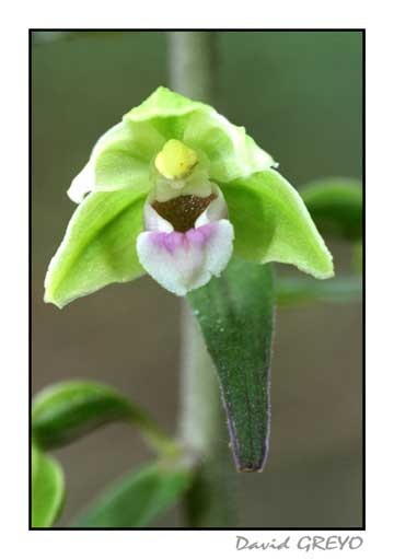 epipactis-violace