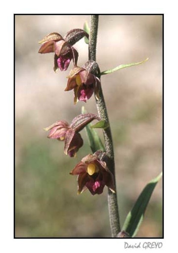 epipactis_39015283