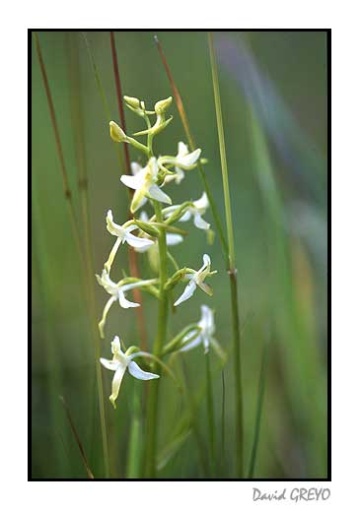 orchis-a-deux-feuilles