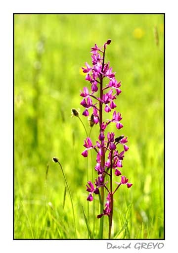 orchis-a-fleurs-laches