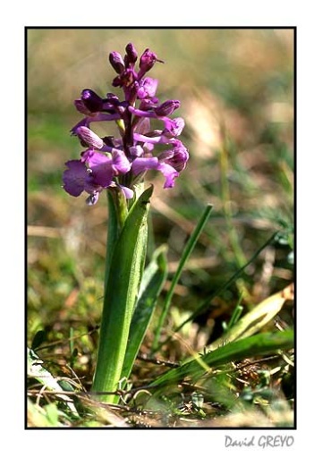 orchis-bouffon