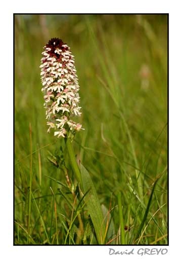 orchis-brule