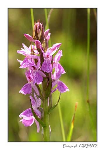 orchis-de-brenne