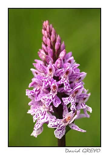 orchis-de-fuchs