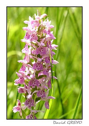 orchis-de-juin