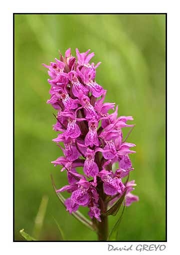 orchis-de-mai