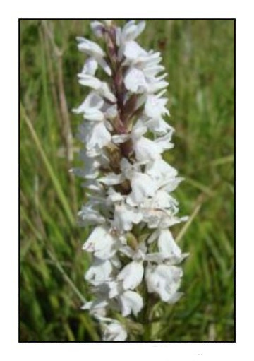 orchis-des-bruyeres_1556456570