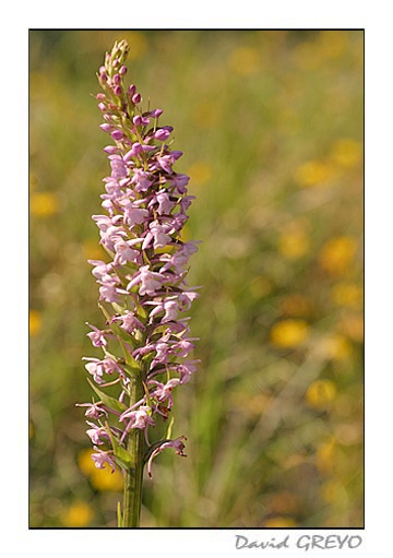 orchis-des-pyrenees