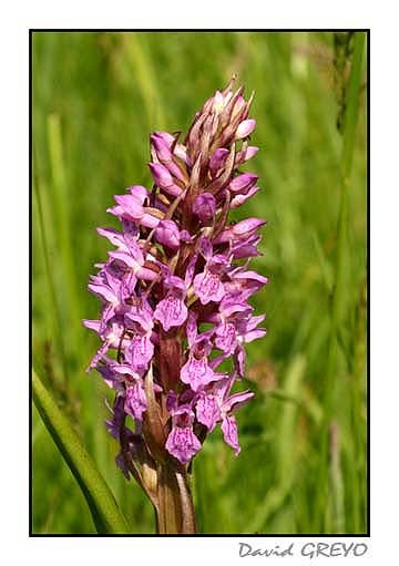 orchis-incarnat