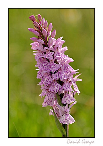 orchis-macule
