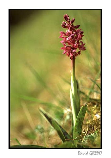 orchis-male