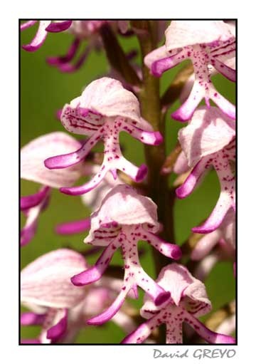 orchis-militaire