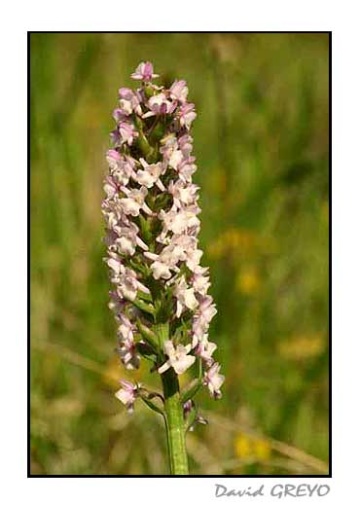 orchis-odorant