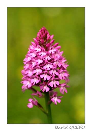 orchis-pyramidale
