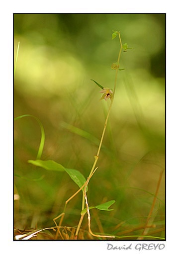 petite-epipactis