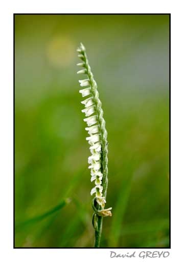 spiranthes_1206806861