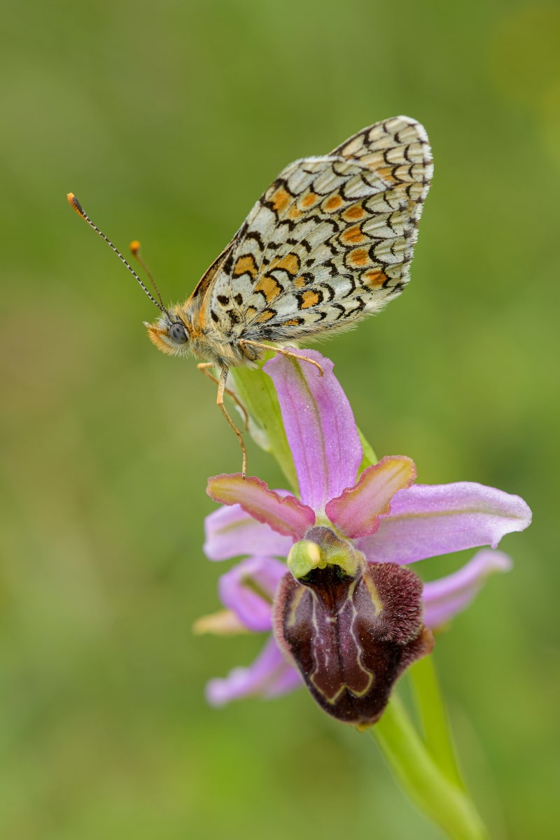 1 Ophrys aveyronensis et grand damier min