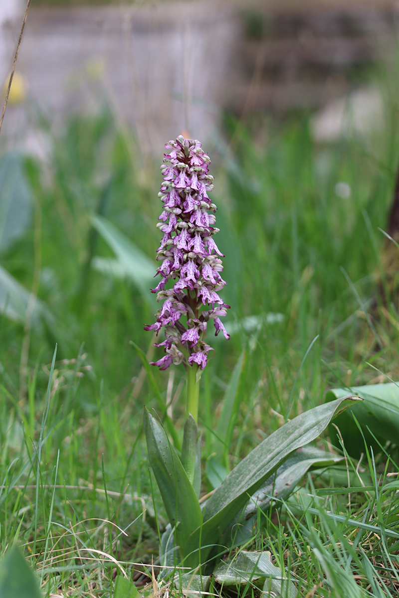 orchis geant