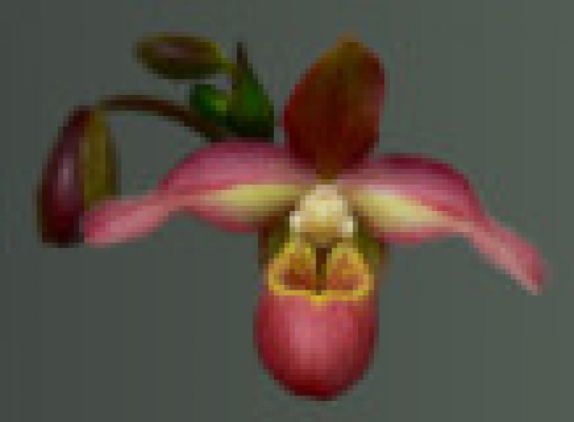 logo-orchidium