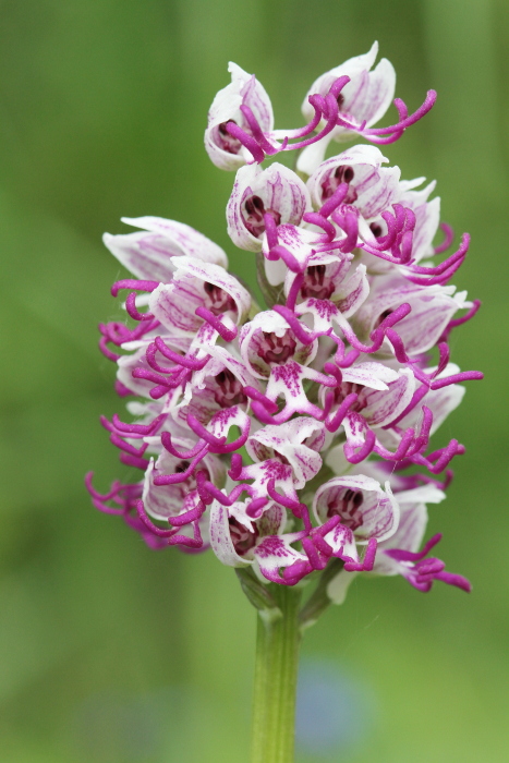 Orchis simia