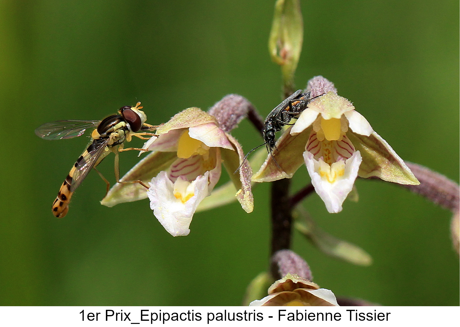 1er Prix Epipactis palustris Fabienne Tissier