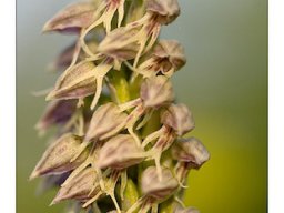 orchid_04